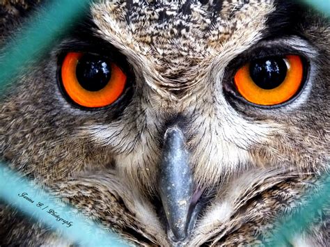 Owls eyes - 